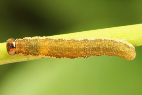Tenthredo velox
