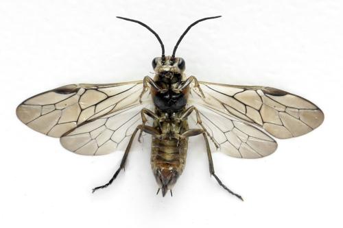 Euura stenogaster