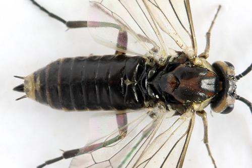 Euura stenogaster