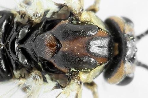 Euura stenogaster