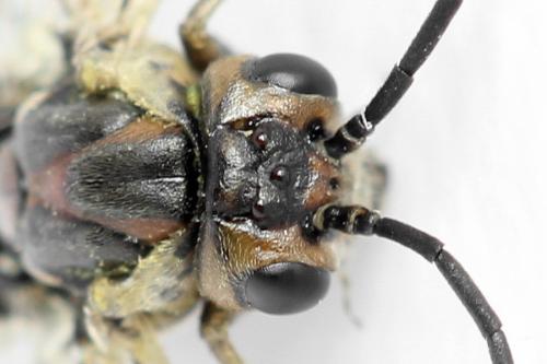 Euura stenogaster