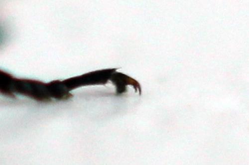 Euura stenogaster