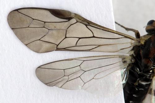 Euura stenogaster