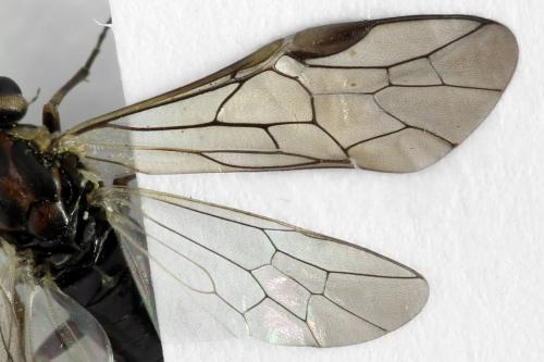 Euura stenogaster