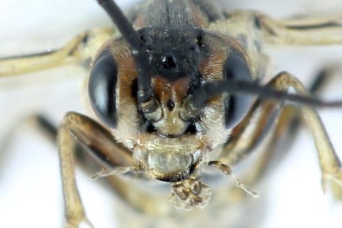 Euura stenogaster