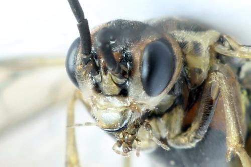Euura stenogaster