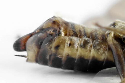 Réf. 331 870 : Euura stenogaster