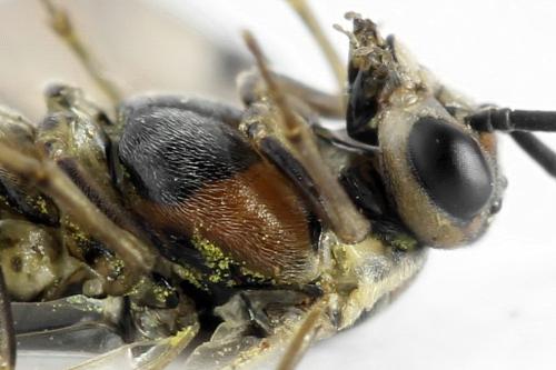 Euura stenogaster