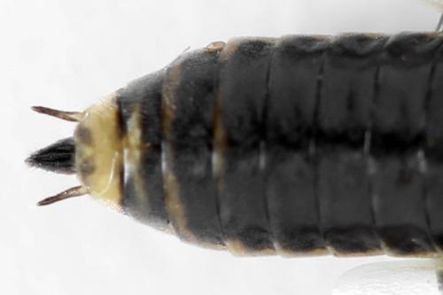 Euura stenogaster