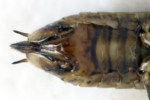 Euura stenogaster