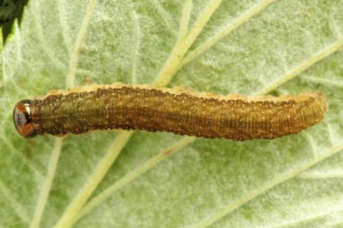 Tenthredo velox