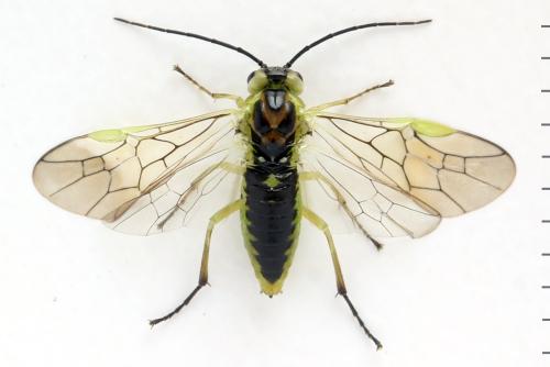 Euura poecilonota