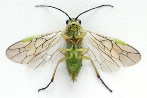 Euura poecilonota