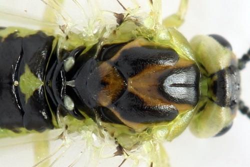 Euura poecilonota