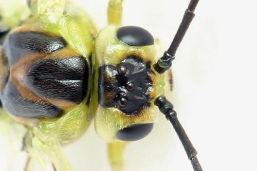 Euura poecilonota