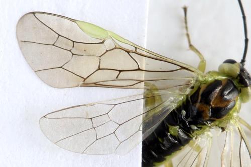 Euura poecilonota