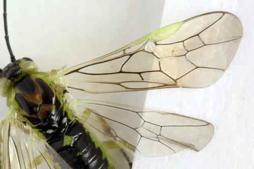 Euura poecilonota