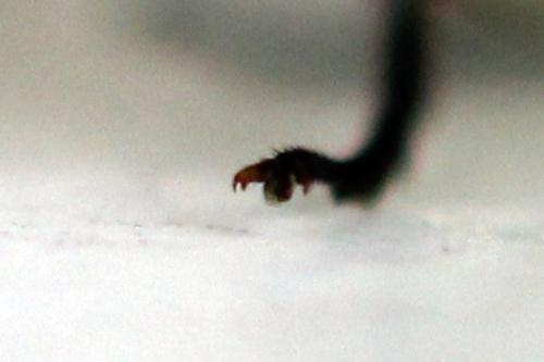 Euura poecilonota