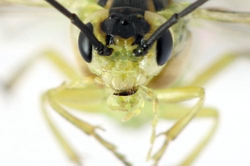 Euura poecilonota