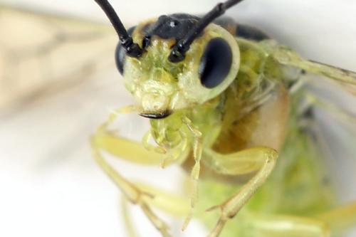 Euura poecilonota