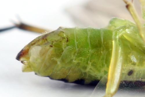 Euura poecilonota
