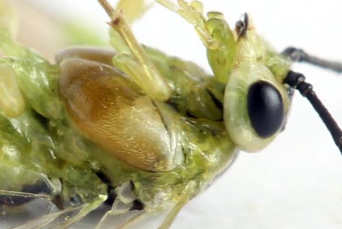 Réf. 331 850 : Euura poecilonota