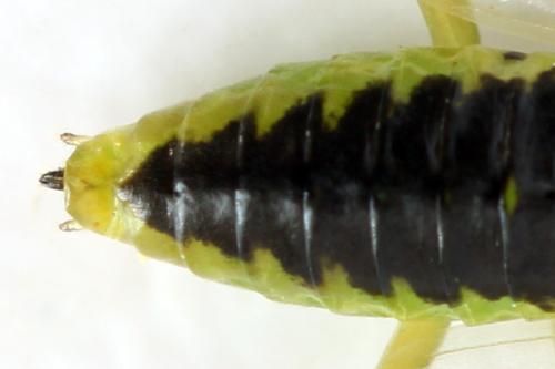 Euura poecilonota