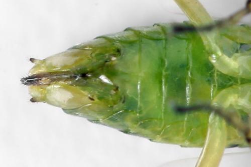 Euura poecilonota