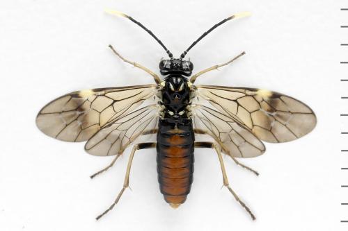 Réf. 331 323 : Perineura rubi