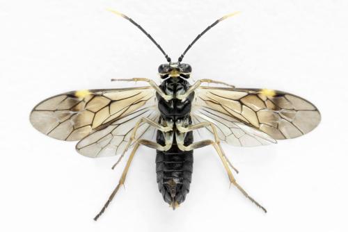 Réf. 331 324 : Perineura rubi
