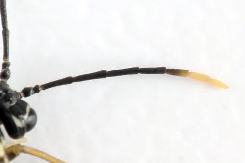 Réf. 331 338 : Perineura rubi