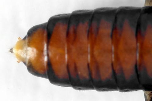 Réf. 331 339 : Perineura rubi