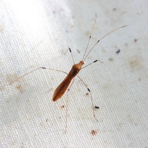 Réf. 331 072 : Metatropis rufescens