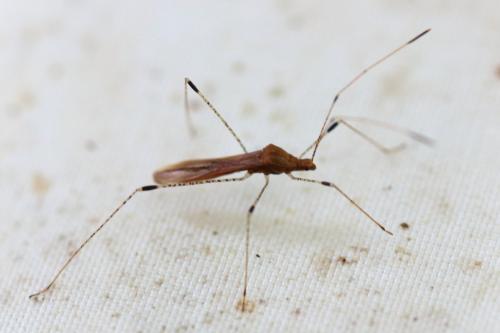 Réf. 331 075 : Metatropis rufescens