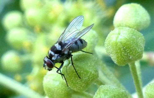 Réf. 331 151 : Limnophora obsignata