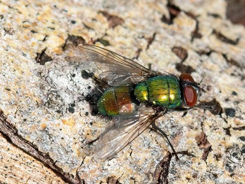 Réf. 331 060 : Lucilia sericata