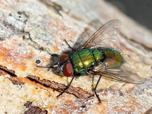 Réf. 331 061 : Lucilia sericata
