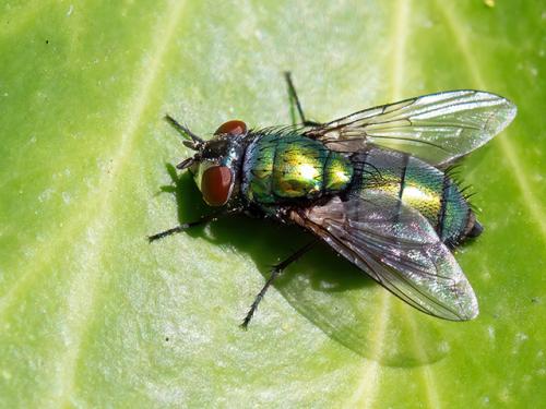 Réf. 331 062 : Lucilia sericata