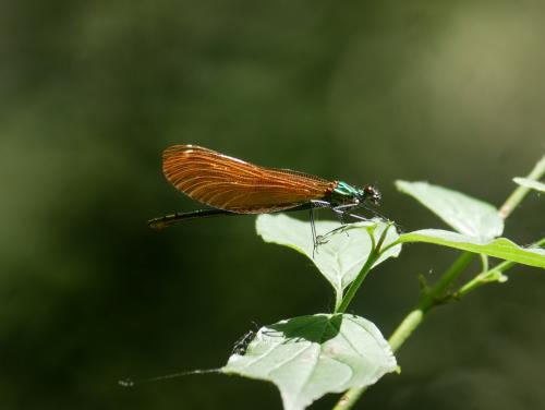 Calopteryx virgo