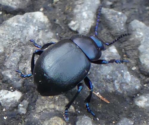 Timarcha goettingensis