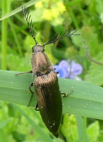 Réf. 331 863 : Ctenicera sp.