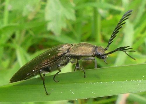 Réf. 331 876 : Ctenicera sp.