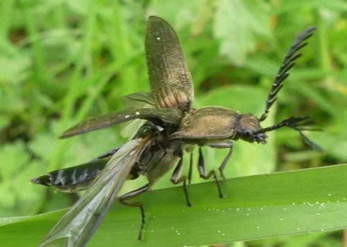 Ctenicera sp.