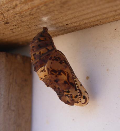 Réf. 331 199 : Melitaea didyma
