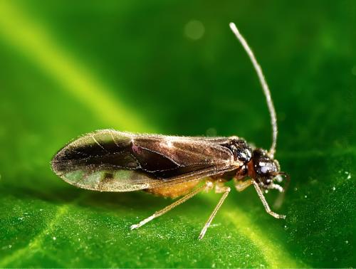 Caecilius fuscopterus