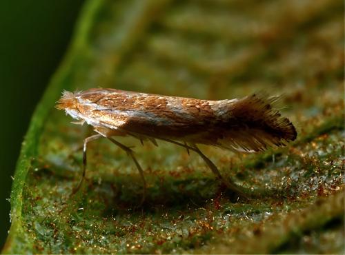 Réf. 331 367 : Phyllonorycter sp.