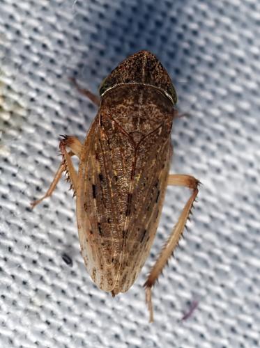 Aphrodes sp.