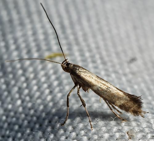 Réf. 331 223 : Calybites phasianipennella