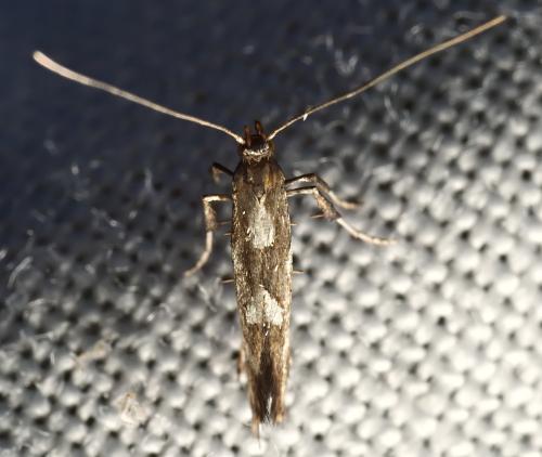 Réf. 331 224 : Calybites phasianipennella