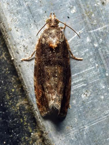 Olethreutinae